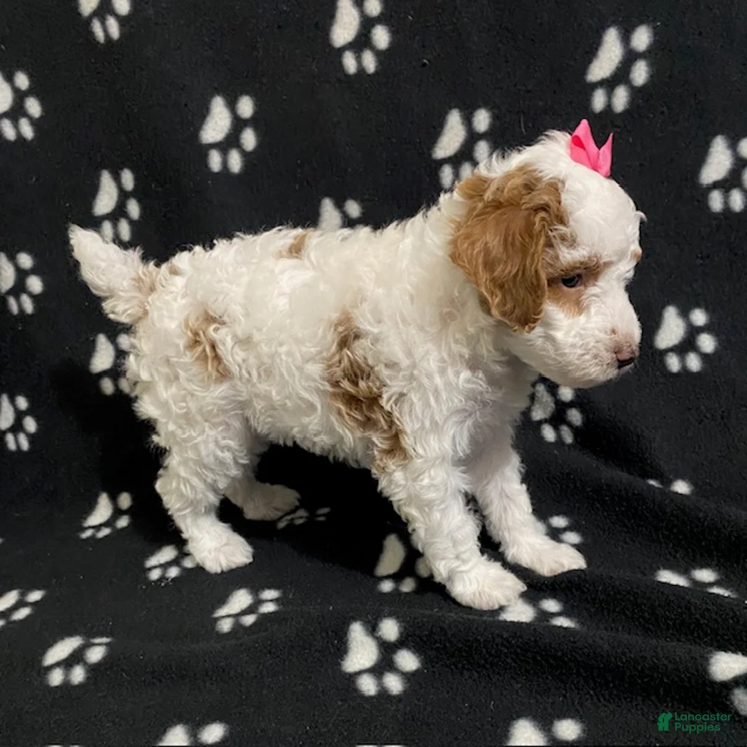 Miniature Poodle dogs for sale: Buttercup - Ad 5