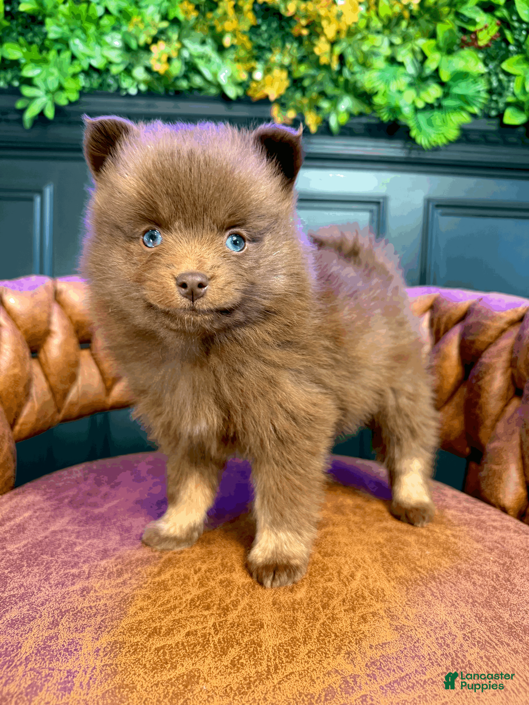 Pomsky dogs for sale: Spring - Ad 1