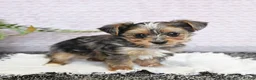Yorkshire Terrier dogs for sale: Patches - Ad 1