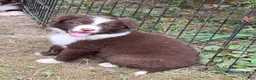 Border Collie dogs for sale: Skyla - Ad 1