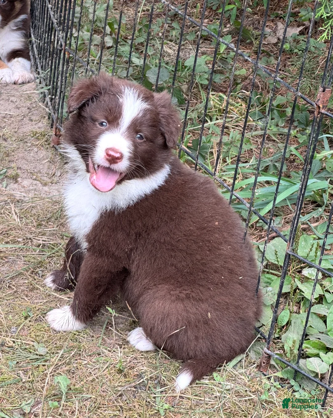 Border Collie dogs for sale: Skyla - Ad 1
