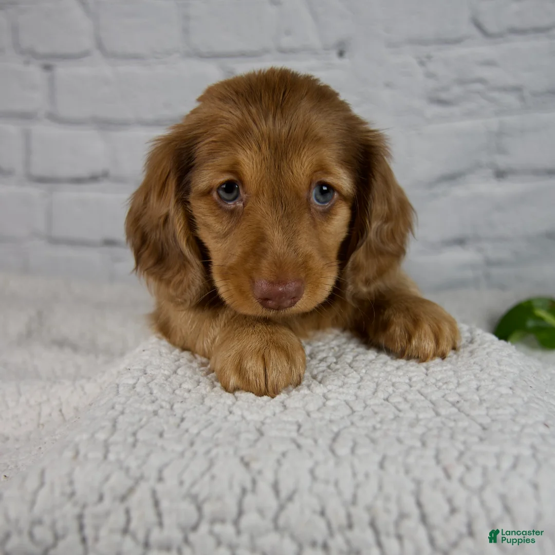 Miniature Dachshund dogs for sale: Anson - Ad 1