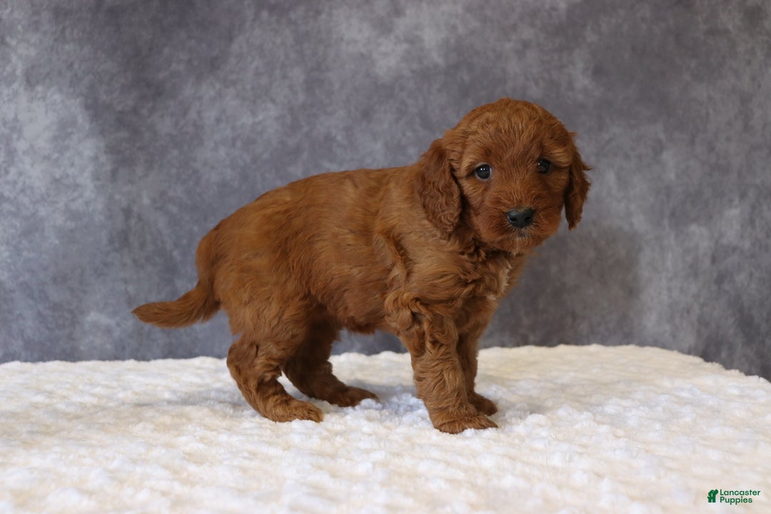 Mini Goldendoodle dogs for sale: Maggie - Ad 4