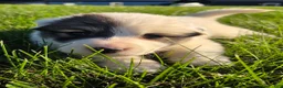Great Pyrenees dogs for sale: Benjamin  - Ad 5