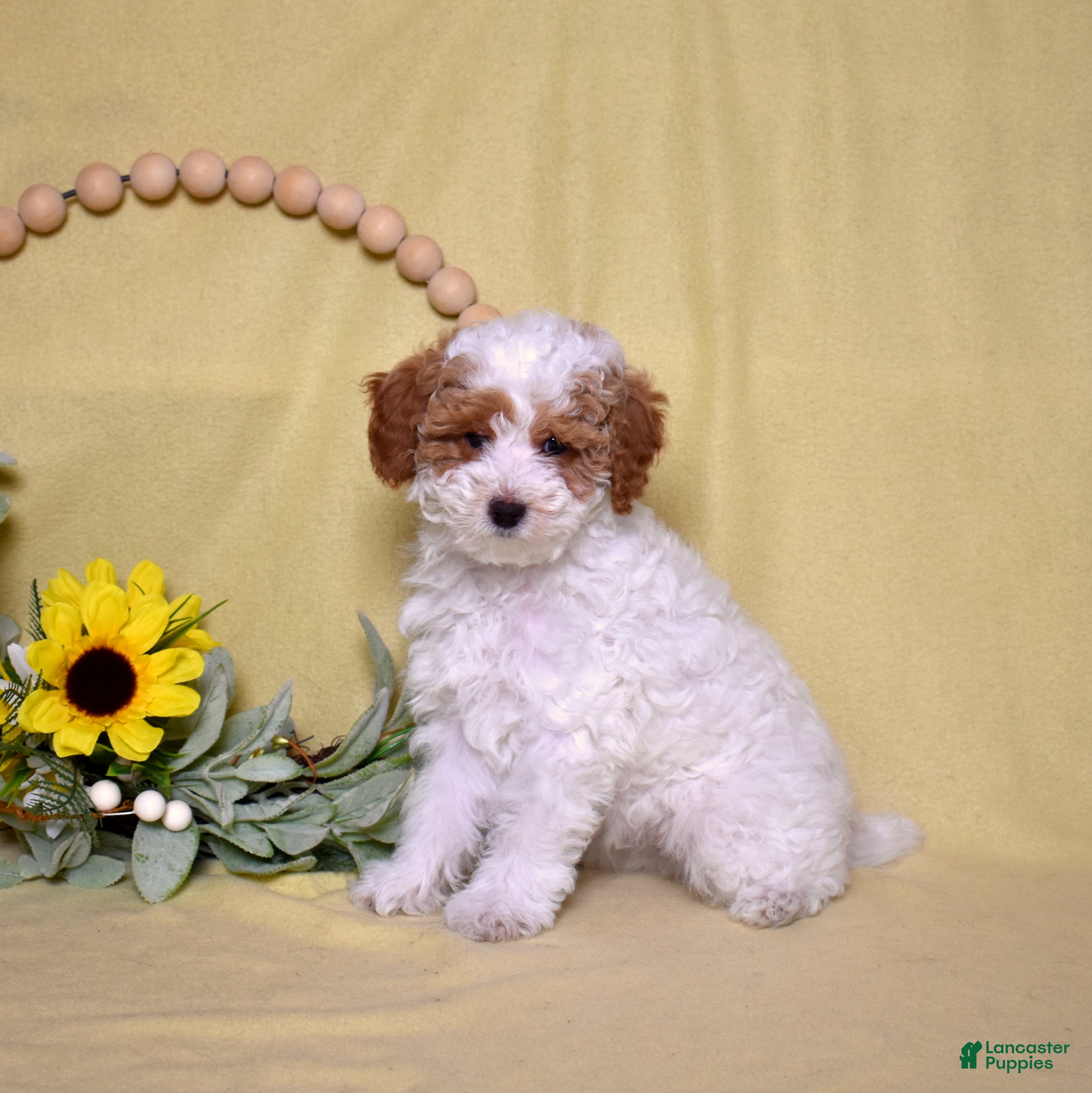 Miniature Poodle dogs Chip - Ad 1