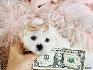 Maltese dogs Maltese Puppy 1 - Ad 1