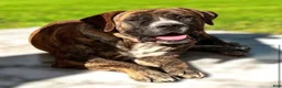 South African Boerboels dogs for sale: Brindle Male - Ad 2
