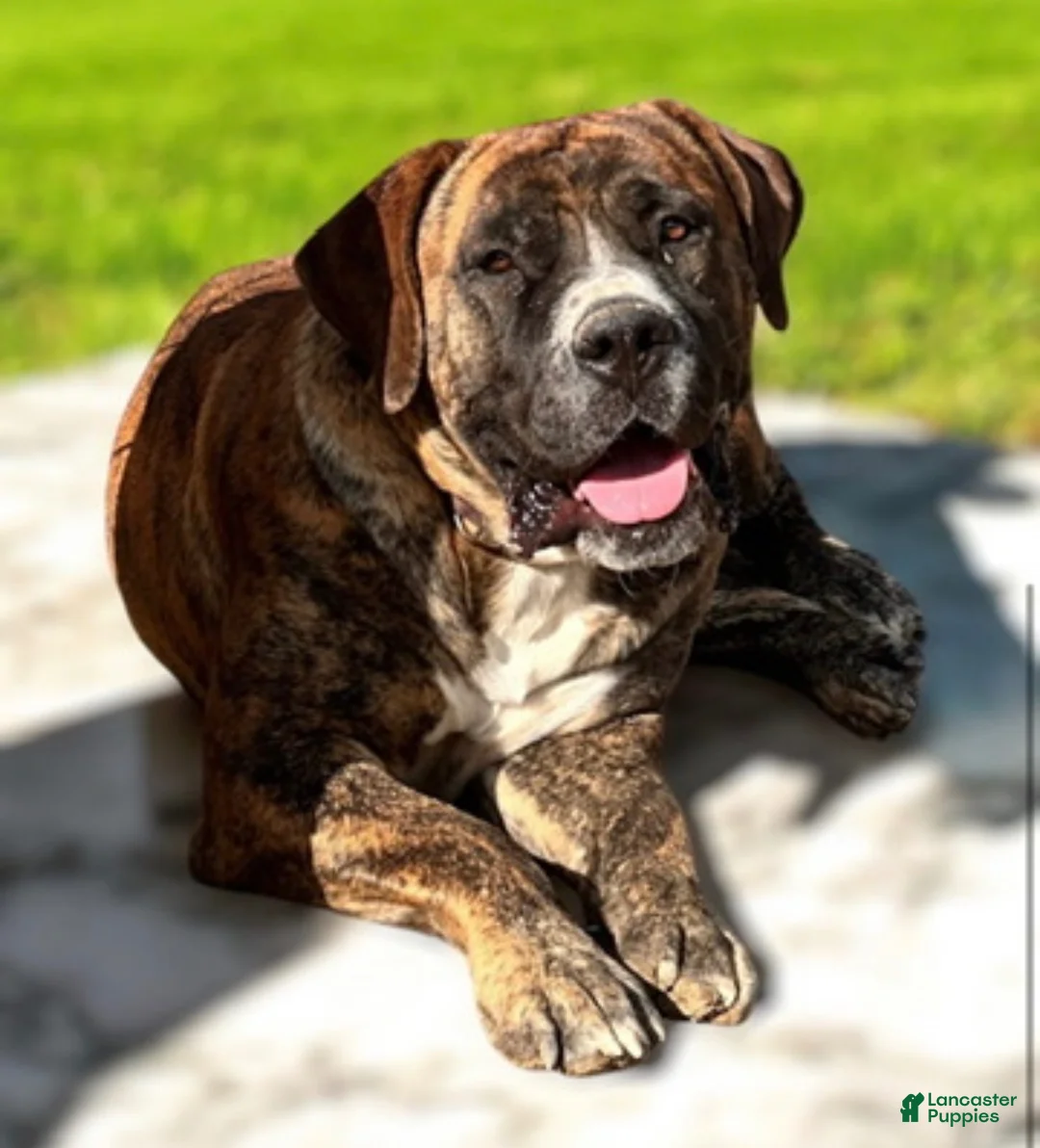 South African Boerboels dogs for sale: Brindle Male - Ad 2