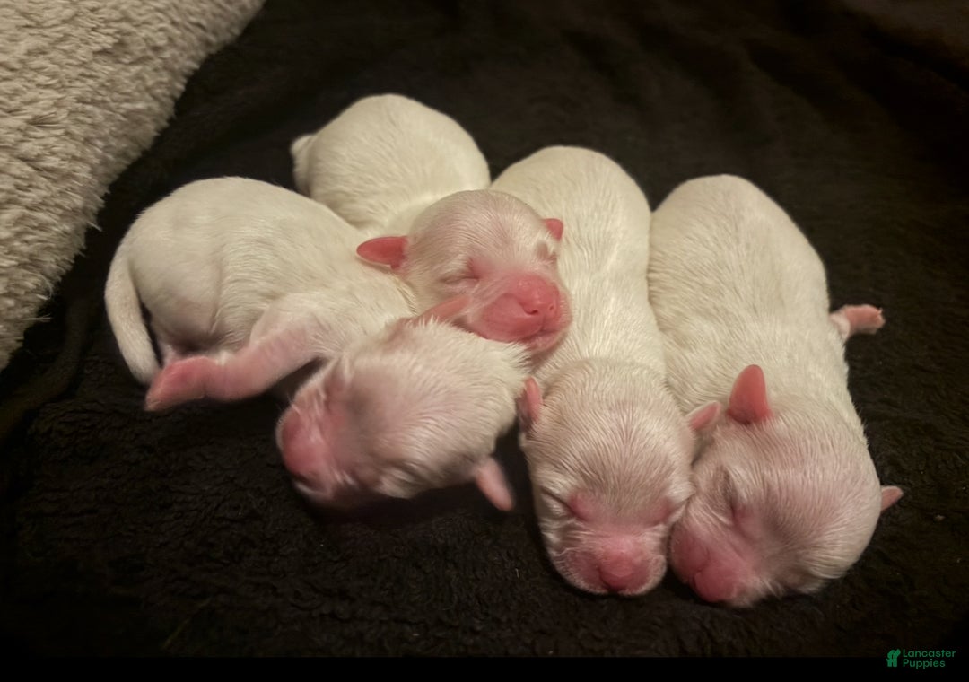 Coton De Tulear dogs for sale: Coton De Tulear Puppy 1 - Ad 5