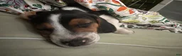 Beagle dogs for sale: Gruñon - Ad 4