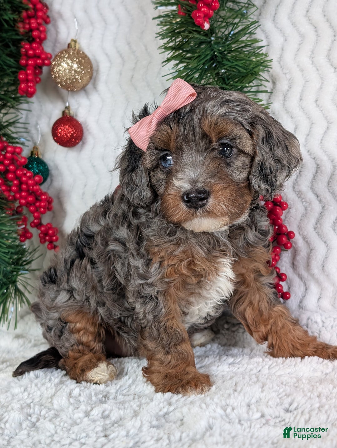 Cavapoo dogs for sale: Abby  - Ad 9