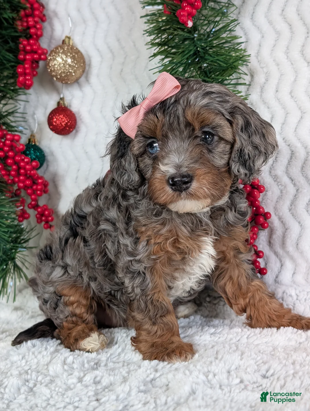 Cavapoo dogs for sale: Abby  - Ad 9
