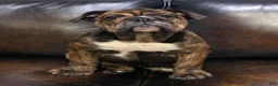 English Bulldog dogs for sale: Kelly - Ad 7