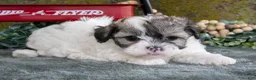 Shihpoo dogs for sale: Max - Ad 3