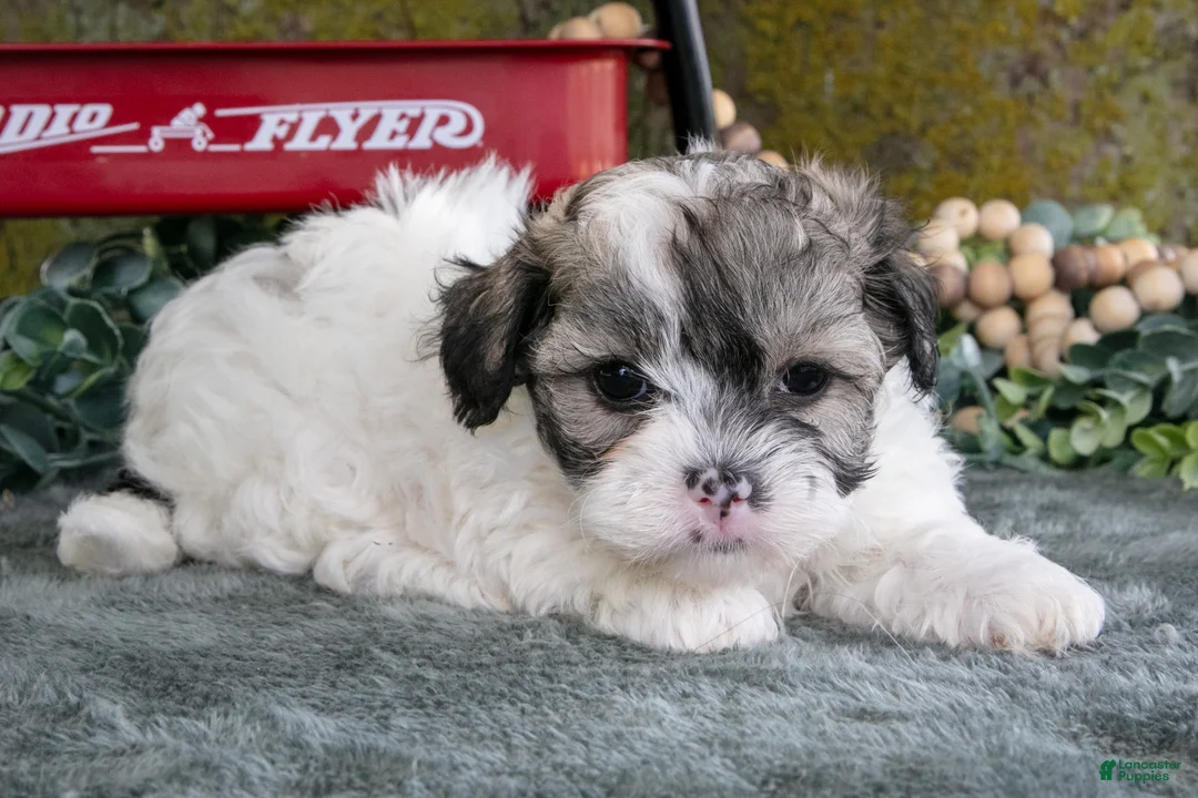 Shihpoo dogs for sale: Max - Ad 3