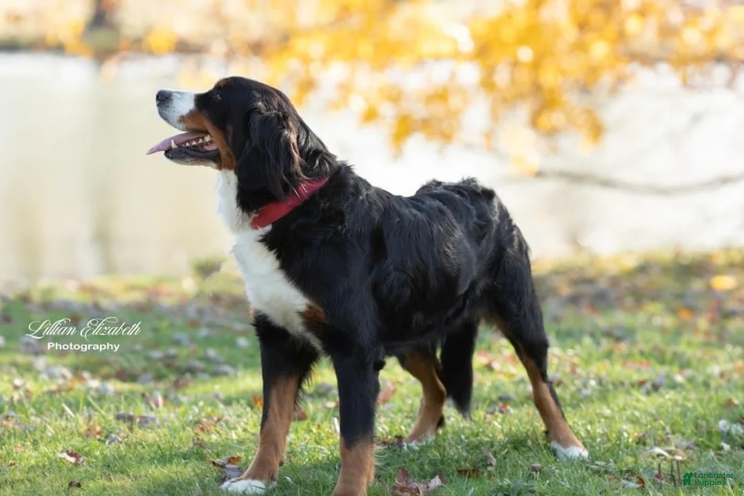 Mini Bernedoodle dogs for sale: Hope - Ad 7