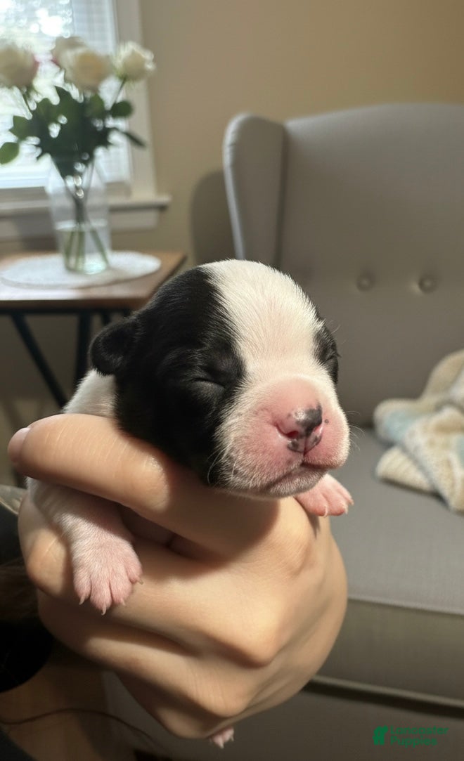 Boston Terrier dogs Boston Terrier Puppy 1 - Ad 15