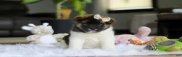 Akita dogs for sale: Jewel - Ad 1