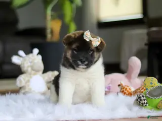 Akita dogs for sale: Jewel - Ad 4