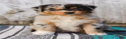 Australian Shepherd dogs for sale: Kisha - Ad 2