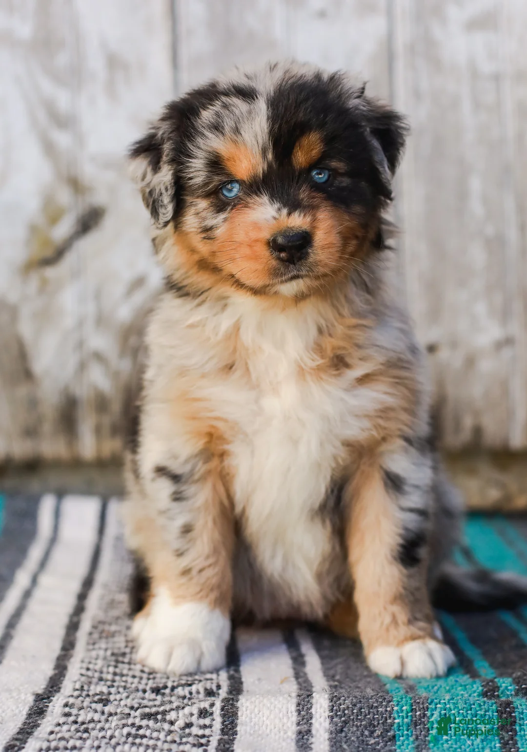 Australian Shepherd dogs for sale: Kisha - Ad 2