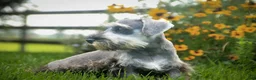 Miniature Schnauzer dogs for sale: Quartz Miniature Schnauzer  - Ad 4