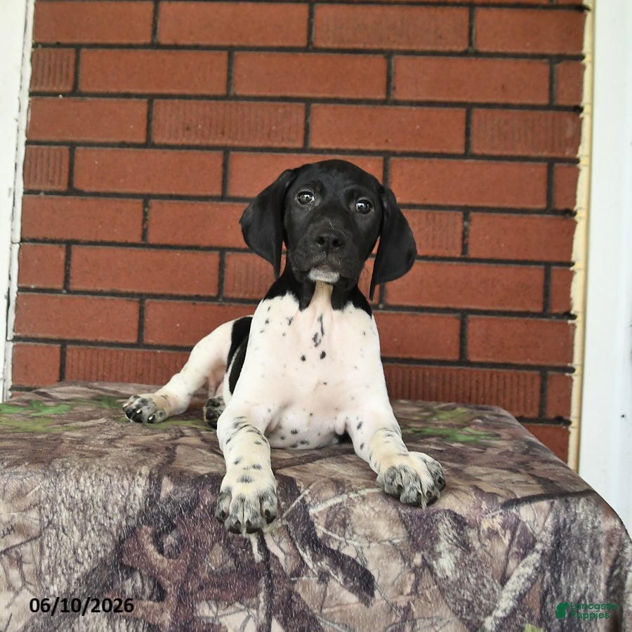 German Shorthaired Pointer dogs Rover  - Ad 1