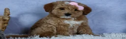 Mini Goldendoodle dogs for sale: 🐾 Meet Nixie – F2B Mini Goldendoodle Puppy 🐾 - Ad 12