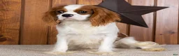 Cavalier King Charles Spaniel dogs for sale: Dallas - Ad 3