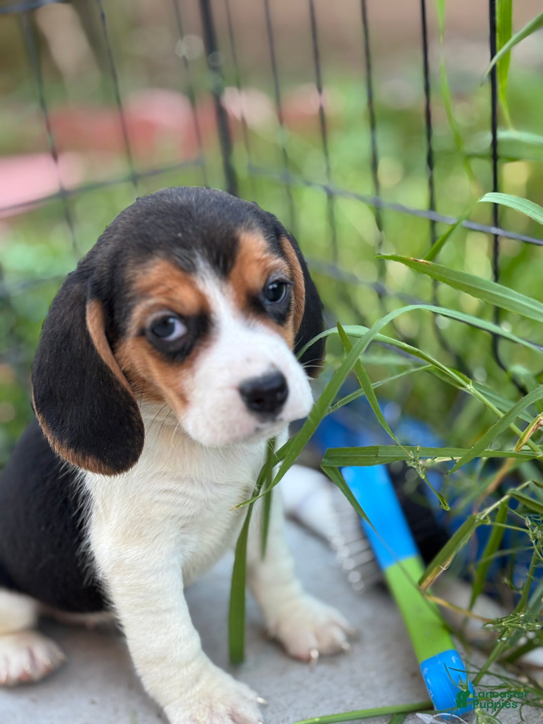 Beagle dogs for sale: Emily - Ad 10