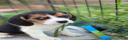 Beagle dogs for sale: Emily - Ad 10