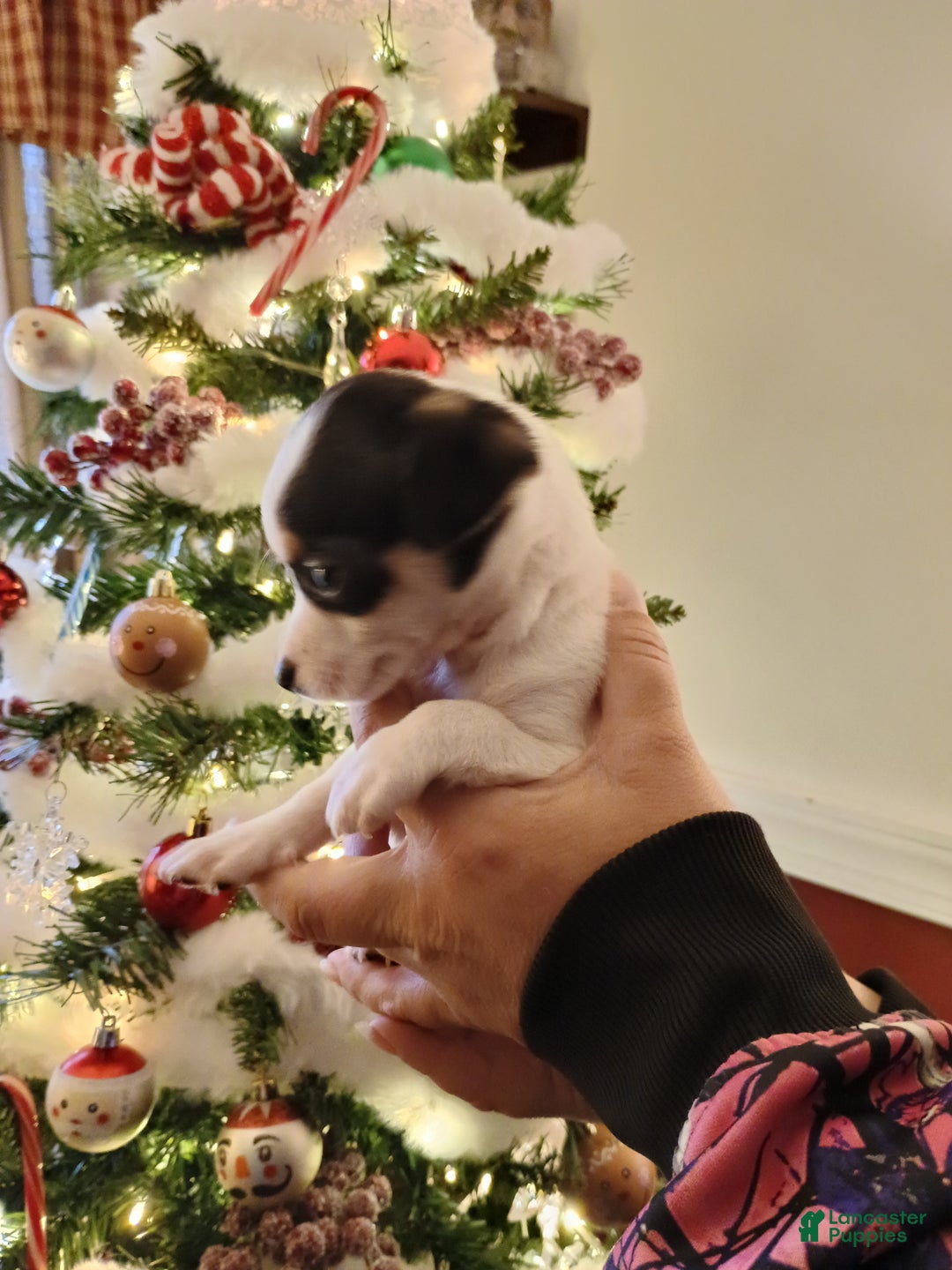 Chihuahua dogs for sale: Coal t-cup  - Ad 2