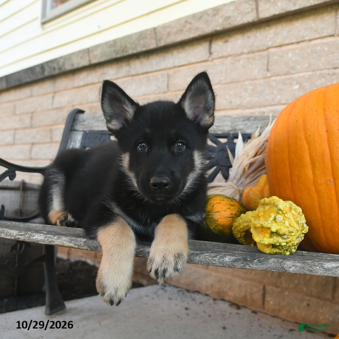 Gerberian Shepsky dogs for sale: Jagger  - Ad 2