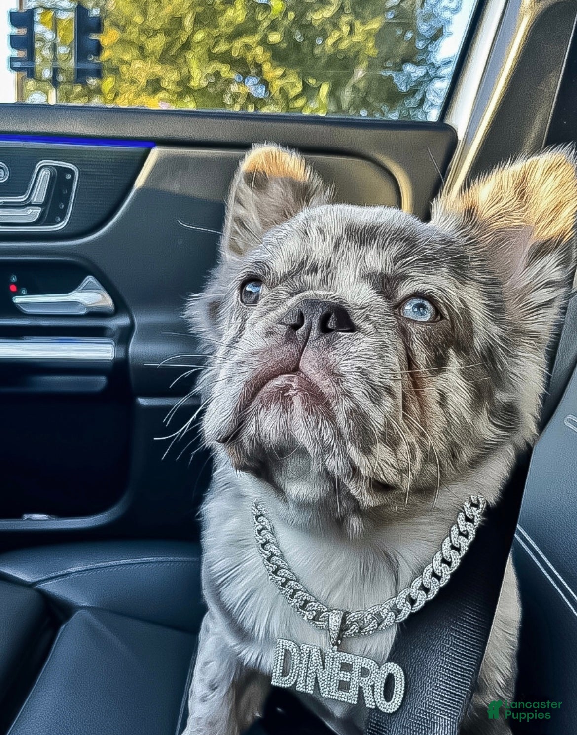 French Bulldog dogs Dinero - Ad 25