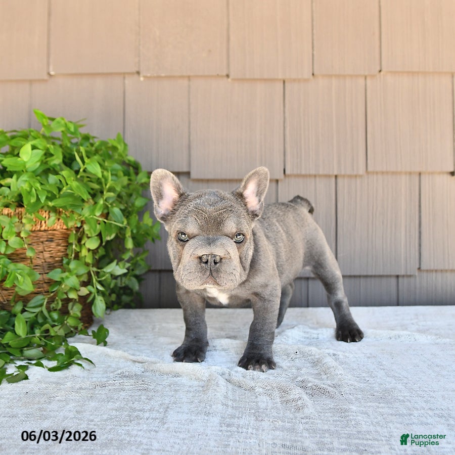 French Bulldog dogs for sale: Amber - Ad 2