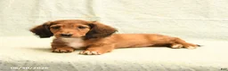 Dachshund dogs for sale: Fred - Ad 4