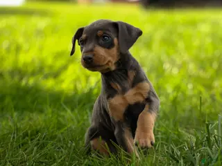 Miniature Pinscher dogs ANDREW - Ad 2