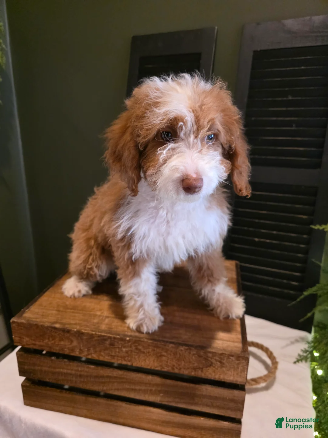 Mini Aussiedoodle dogs for sale: Rosie  - Ad 12