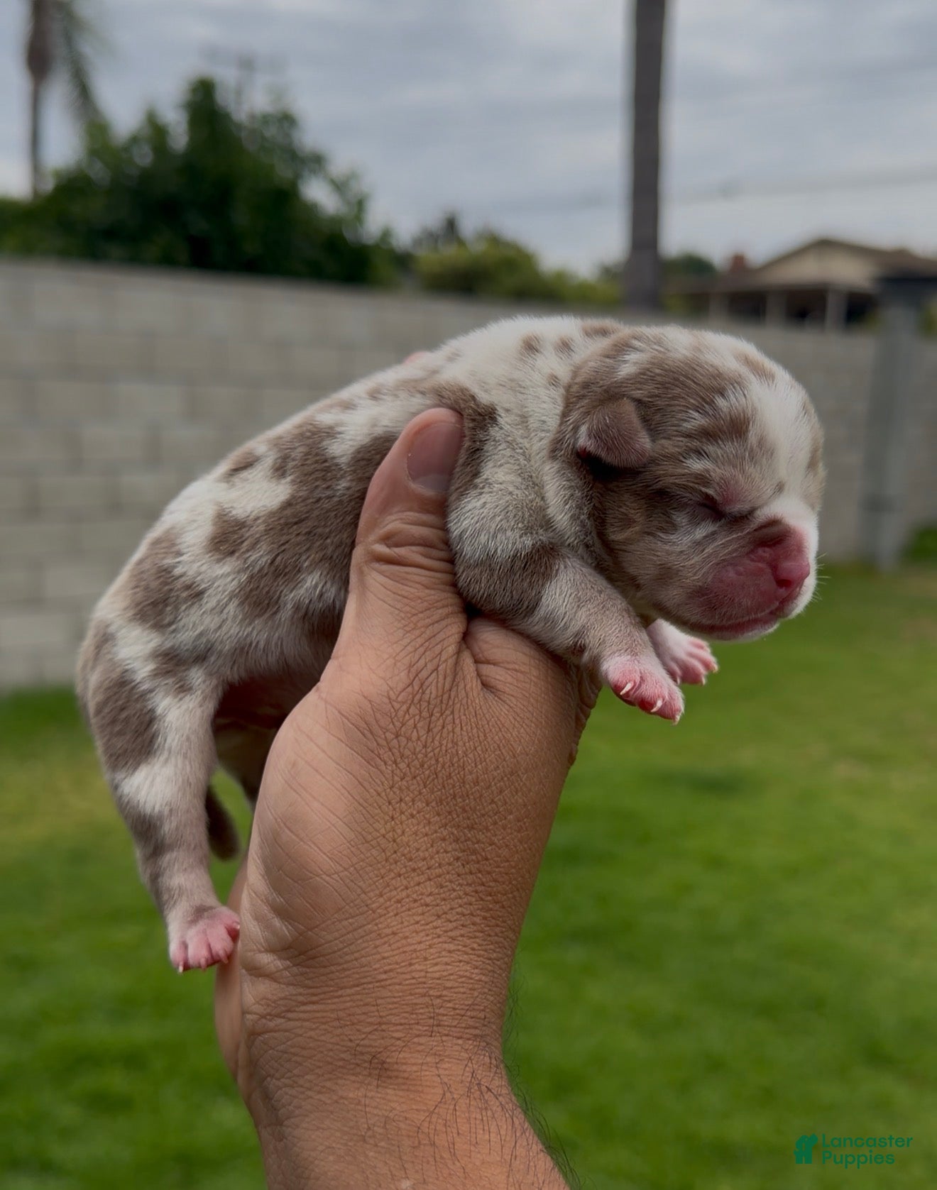American Bully dogs American Bully 1 - Ad 35