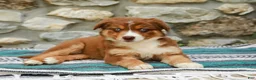 Australian Shepherd dogs for sale: Daisy - Ad 6