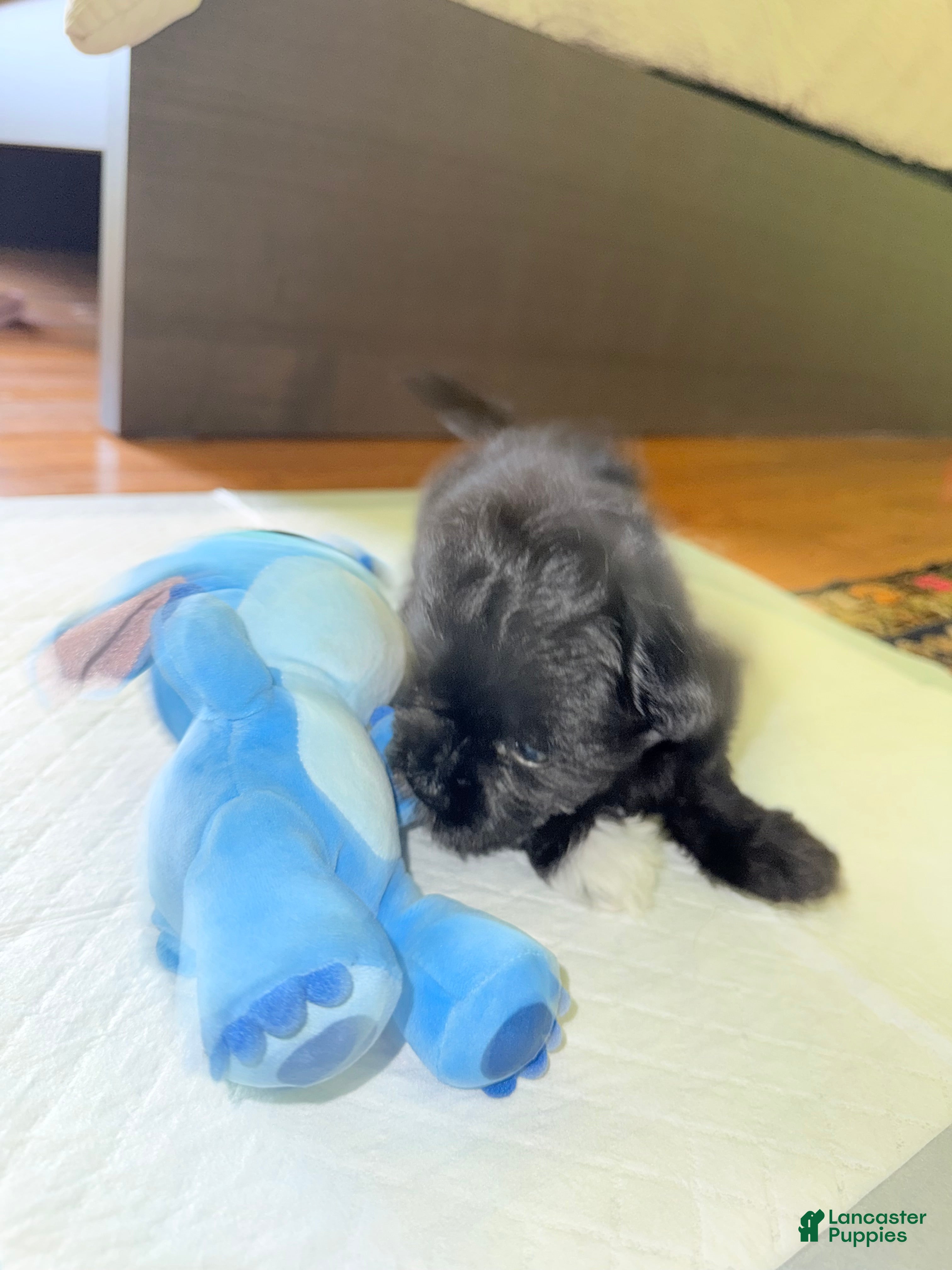 Yorkshire Terrier dogs Yorkshire Terrier Puppy 1 - Ad 2