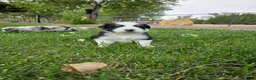 Australian Shepherd dogs for sale: Zoe Black Tri - Ad 3