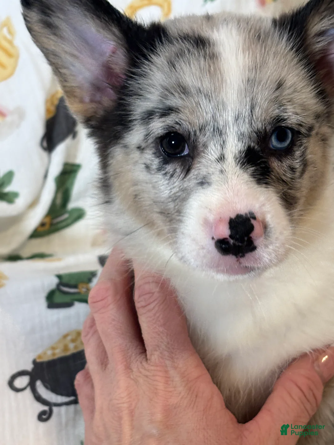 Mixed Breed dogs for sale: Flora - Ad 2