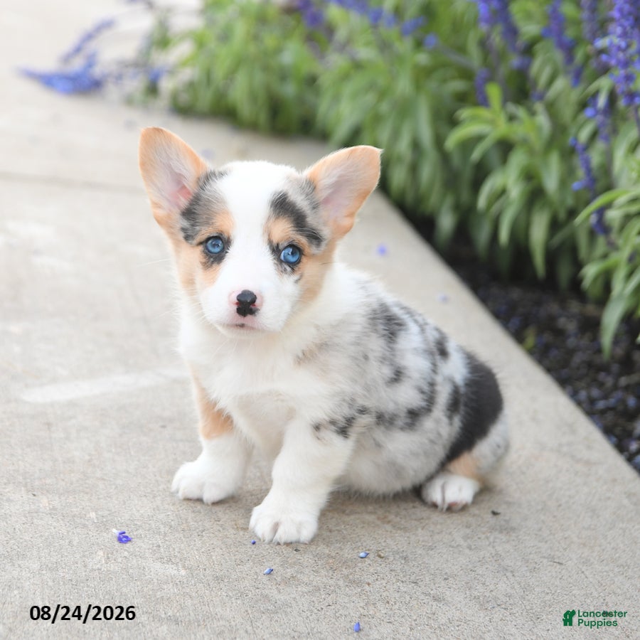 Welsh Corgi Pembroke dogs Laurel - Ad 2