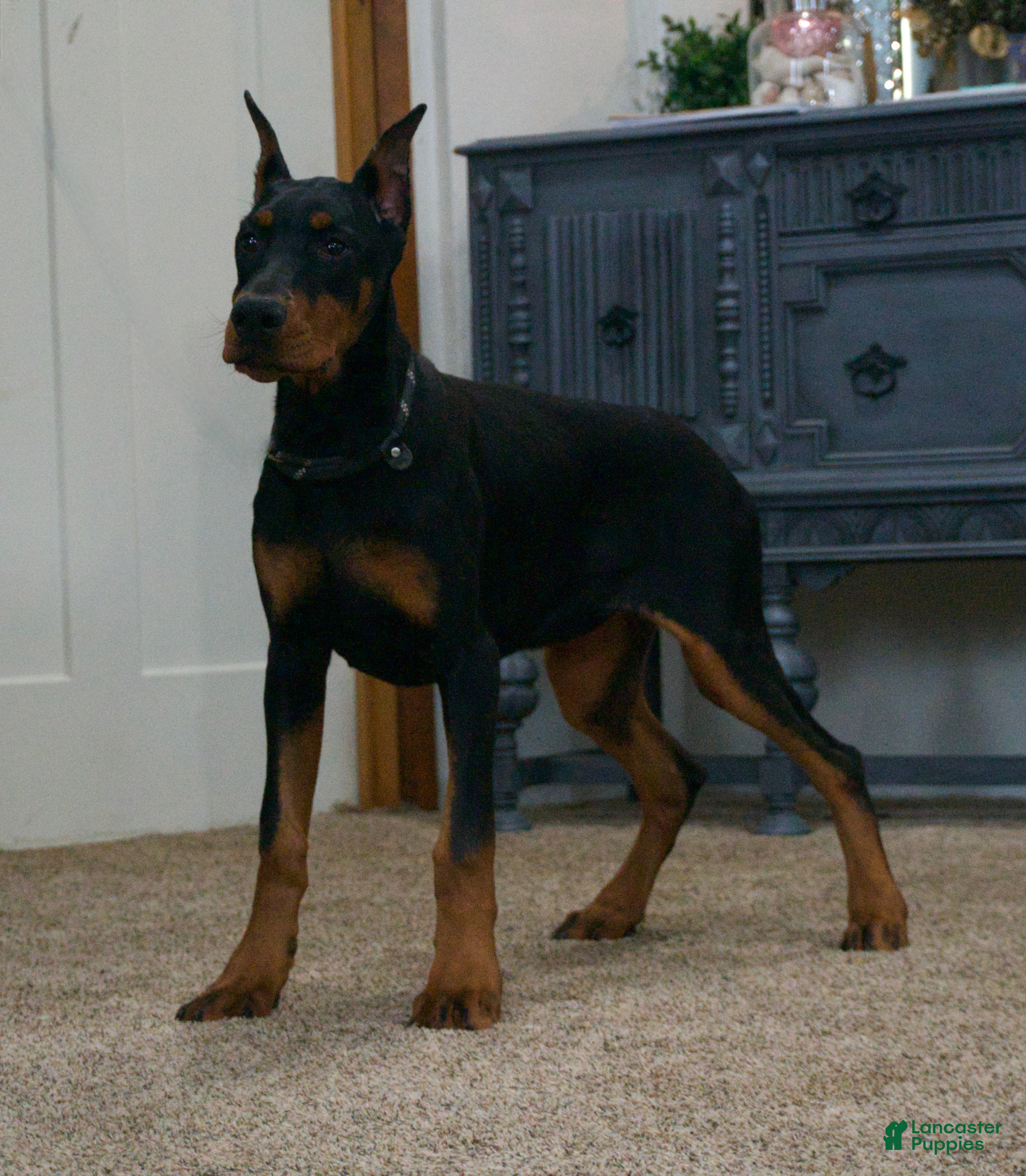 Doberman Pinscher dogs Echo AKC European Champion Lines - Ad 1
