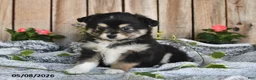 Miniature Australian Shepherd dogs for sale: Parker - Ad 3