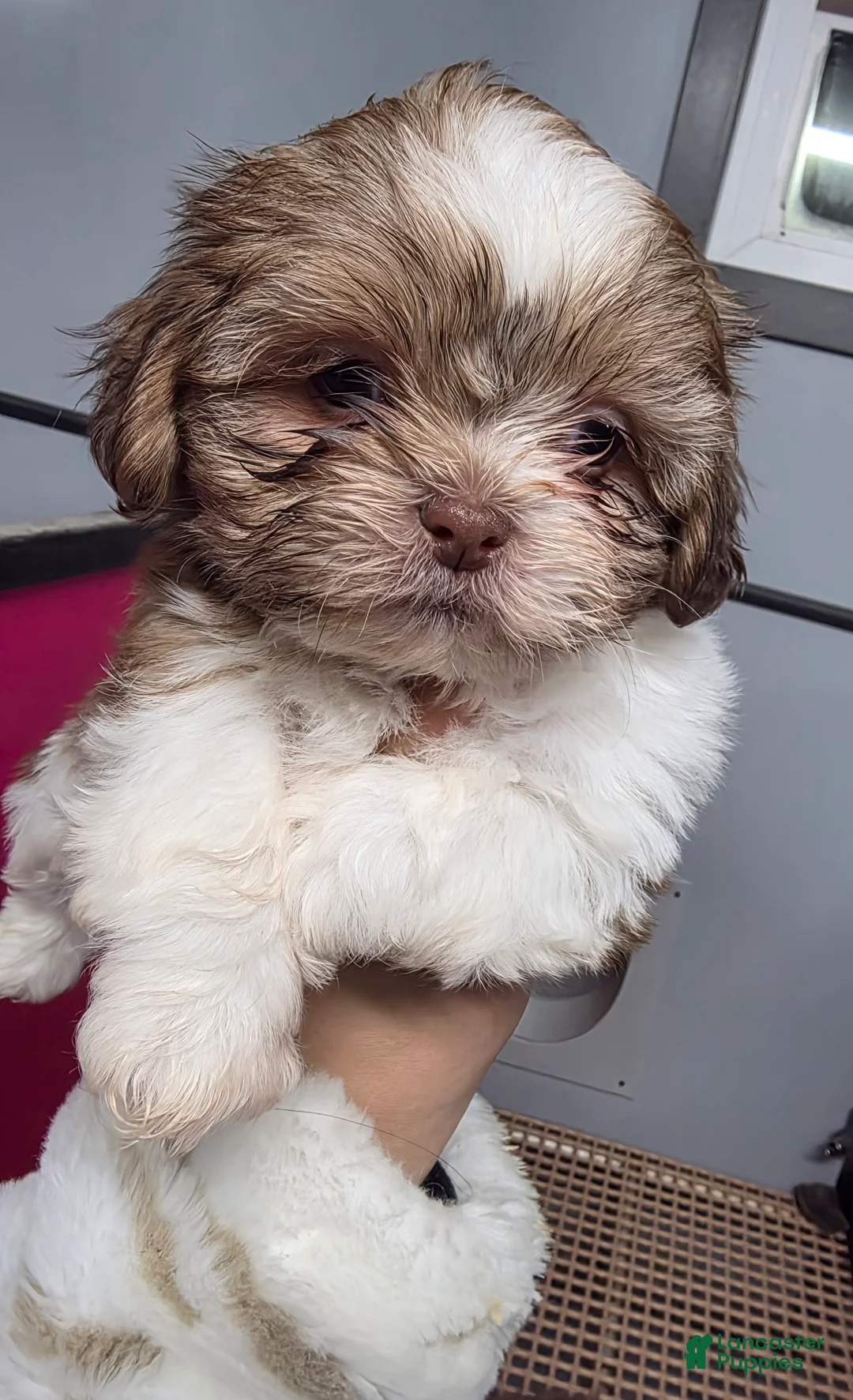Shih Tzu dogs for sale: Shih Tzu Puppy 1 - Ad 1
