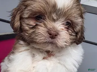 Shih Tzu dogs Shih Tzu Puppy 1 - Ad 42