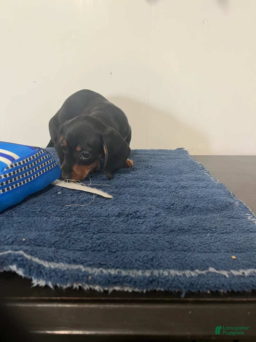 Miniature Dachshund dogs for sale: Glory - Ad 2