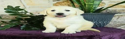 Golden Retriever dogs for sale: Dylan - Ad 3